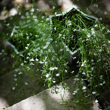 Stjärnkruka kruka - Aluminium, låg Ø23 cm - Byarums bruk